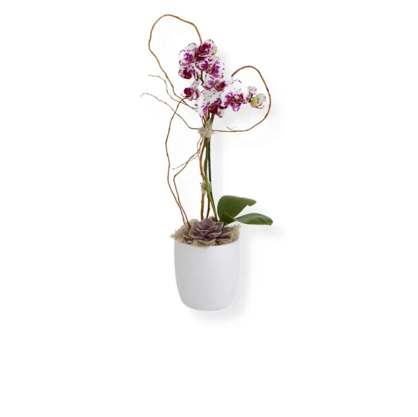 Phalaenopsis purple plant Phalaenopsis purple plant - This inspiring arrangement features a purple stemmed Phalaenopsis orchid plant supported with willow , topped with moss for ground cover, and presented in a white ceramic vase.