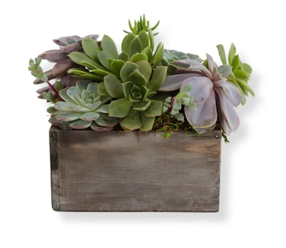 Box of succulents  - Box of succulents will contain a variety of succulents arranged to perfection.
