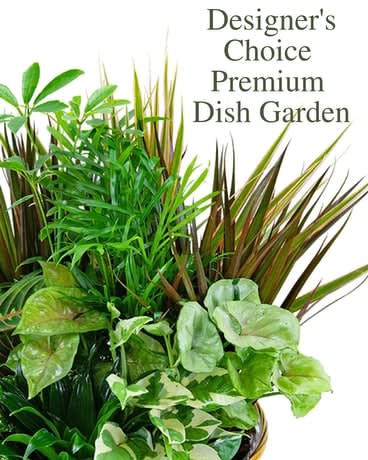 Dish Garden - Designers Choice - A  beautiful planter of a variety of easy care plants appropriate for any service. Send them something they can keep and enjoy. Plants may vary. Three sizes to choose from and designer can get creative