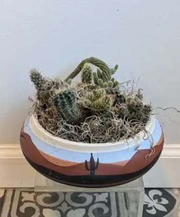 Desert Oasis  - Desert Oasis 7 Mini Cactus inside a 6&quot; container