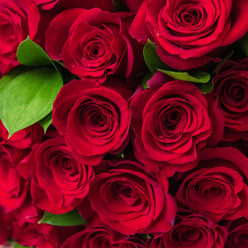 Designer's Best of Roses  - Get a custom, one-of-a-kind floral arrangement designed just for you by top designers at Sonny Alexander Flowers, using the best premium flowers available for any occasion. 