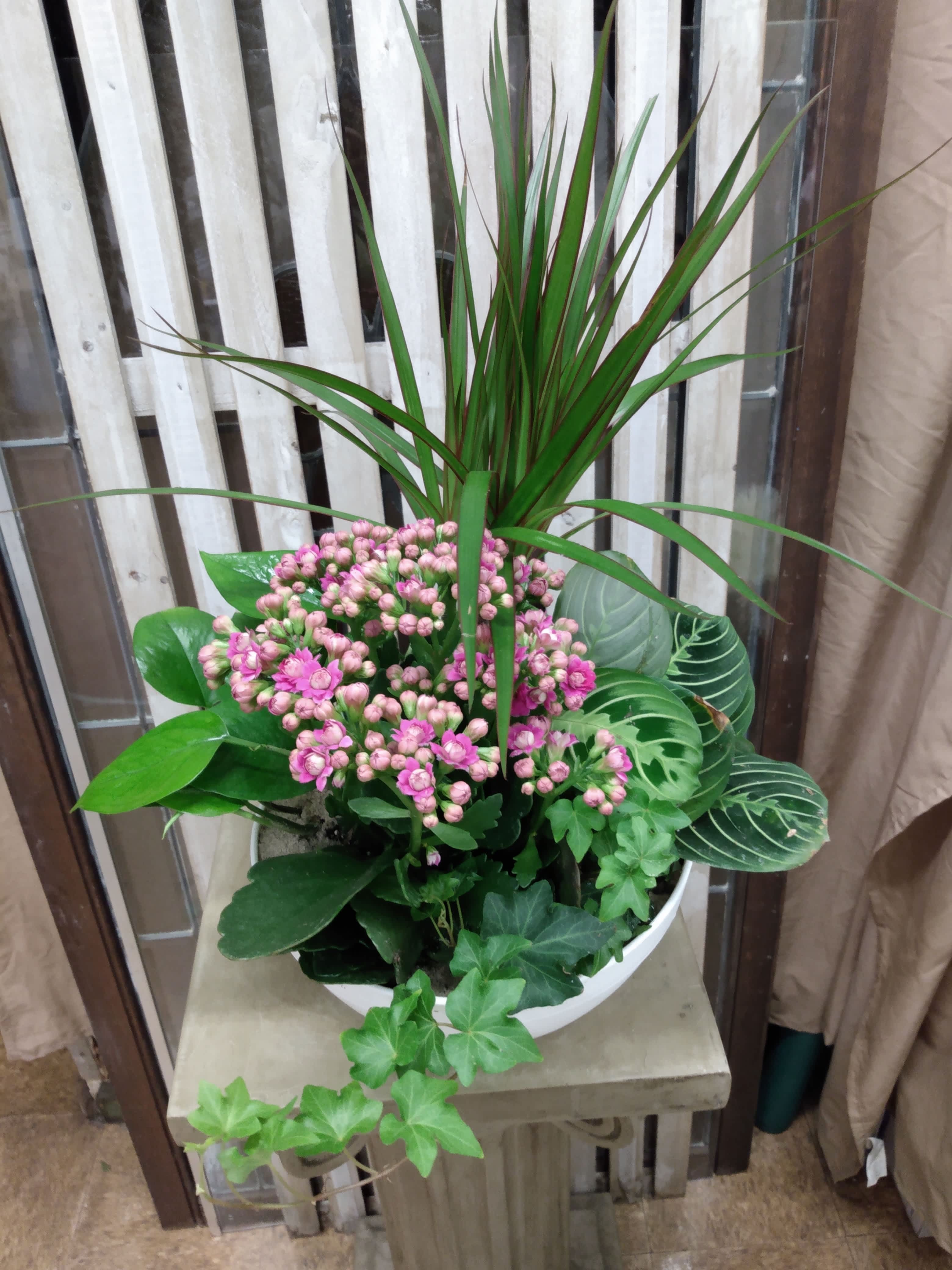 Park Florist Designer Dishgarden - Can't decide on which plant to send? Let the florist design something special using their most beautiful blooming and green plants in a dishgarden. The combination will make a lovely presentation, appropriate for any occasion!