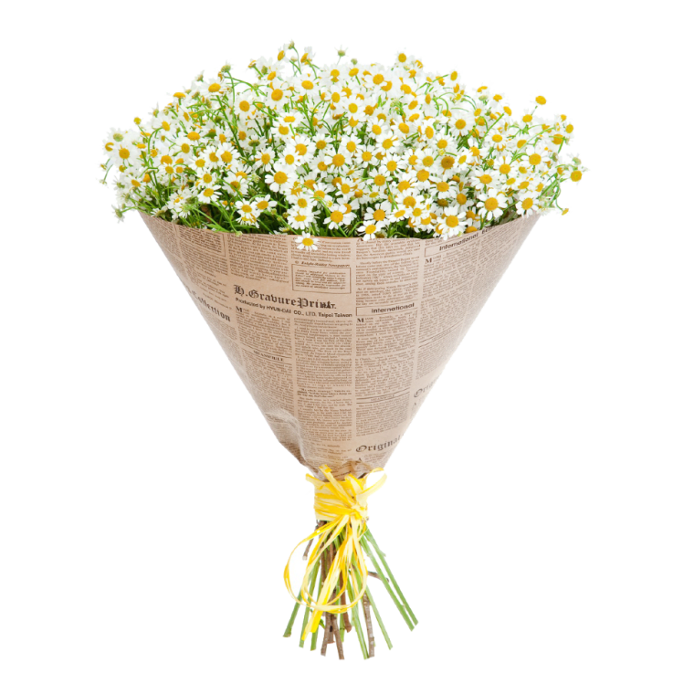 Daisy Daisy - Fresh Cut Flowers