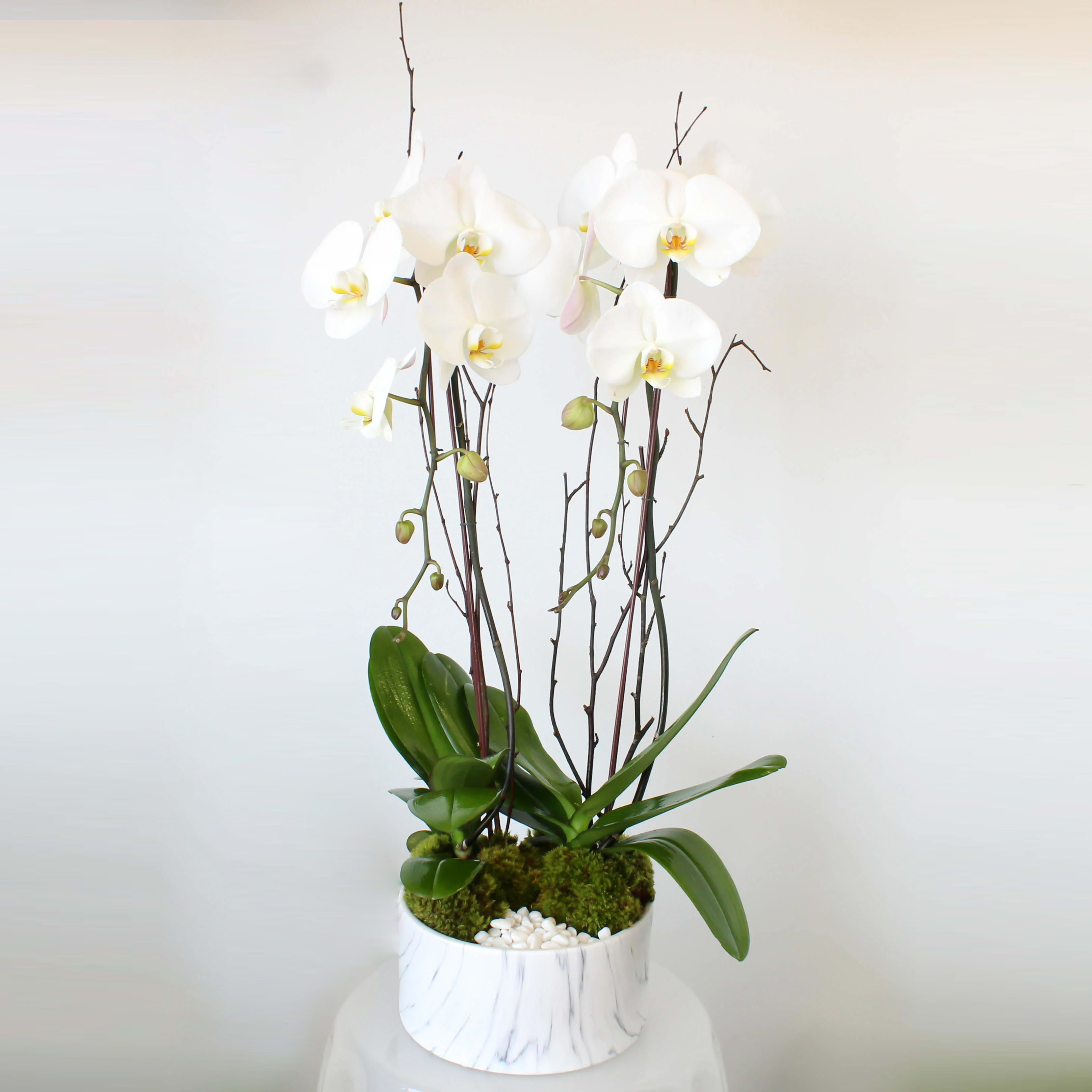 Roman    - Be trendy with our fabulous faux white marble low cylinder filled with two premium white phalaenopsis orchids with our go-to accents like white pebble rock, green moss, and a touch of birch branching.   Measures: approx. 10&quot; W x 30&quot; H