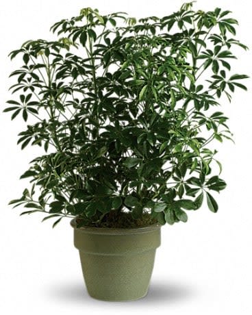 Amazing Arboricola - Also known as the umbrella plant due to its lovely arching leafy branches, this is an amazing gift. It can last for years and lend its graceful beauty to any home or office. Standing almost three feet tall in its olive green ceramic planter, this arboricola is a natural.