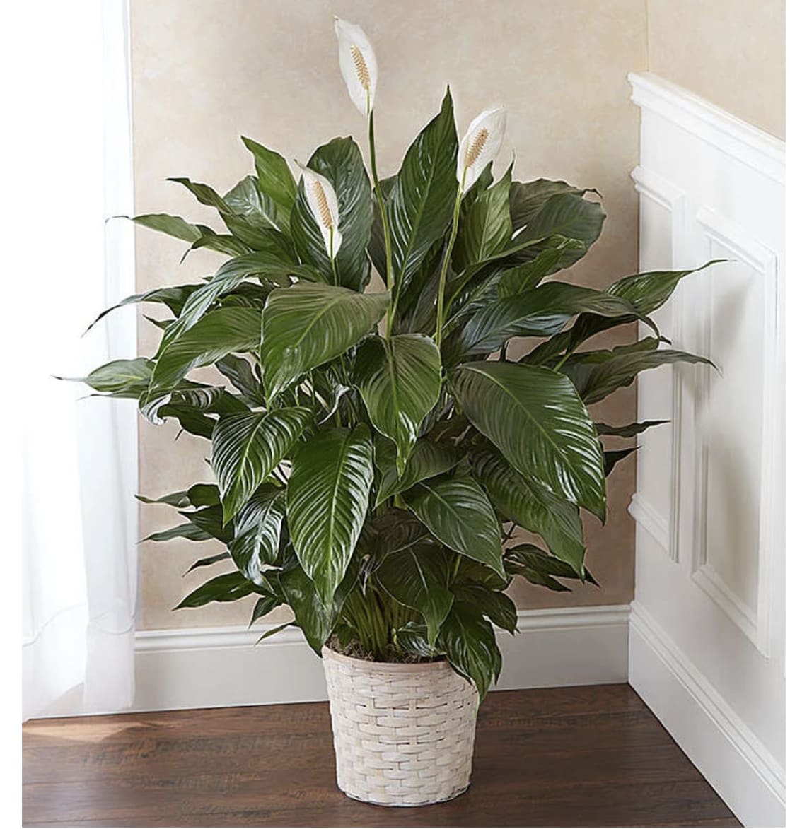 Peace Lily  -  Large peace lily 