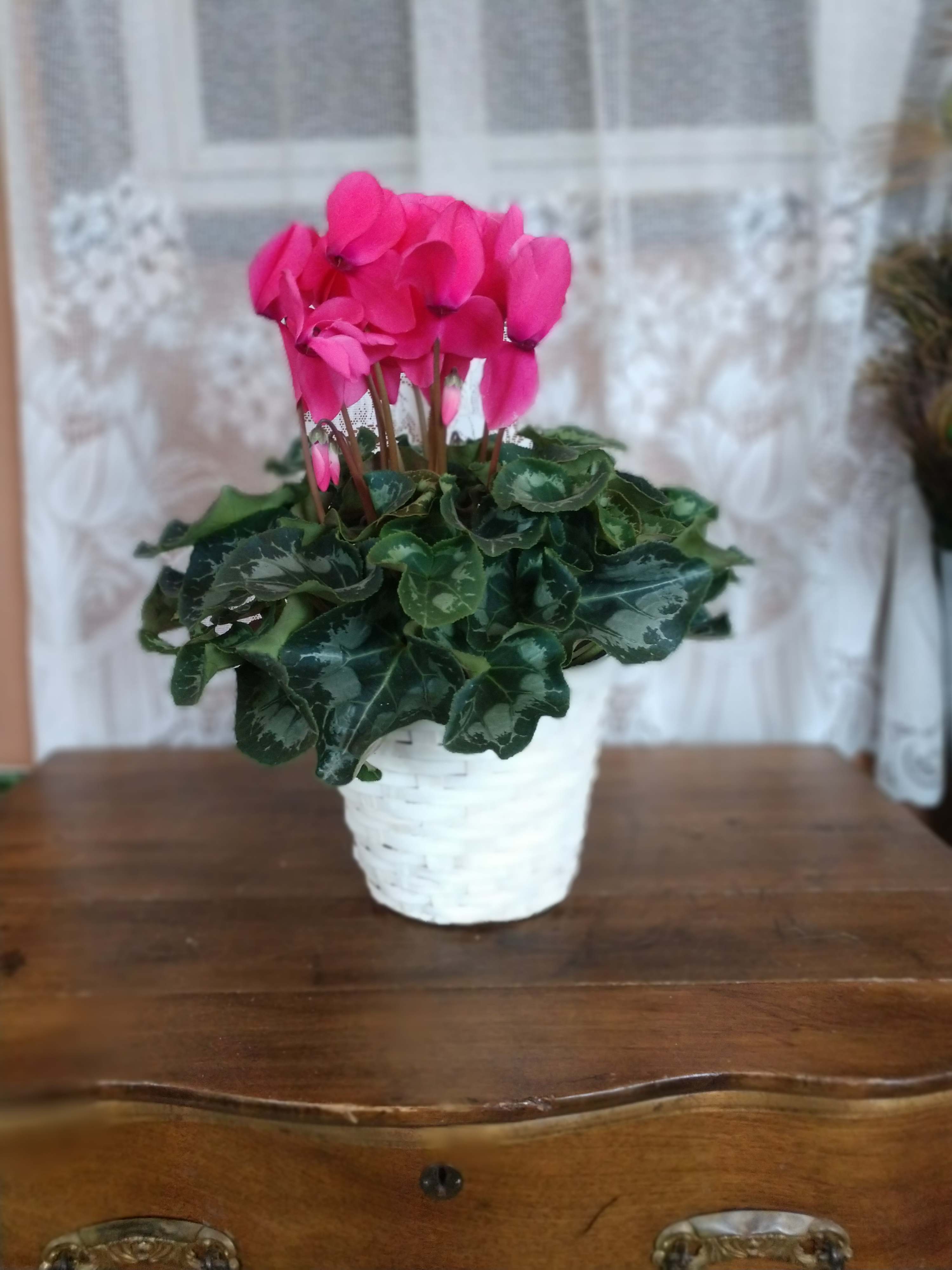 Cyclamen - This delightful flowering pot will deliver beauty for a long time. The perfectly pink blossoms almost look like birds in flight over a lovely sea of greens. Sure to be appreciated, it's a wonderful housewarming or birthday gift. Colors will vary depending upon availability.