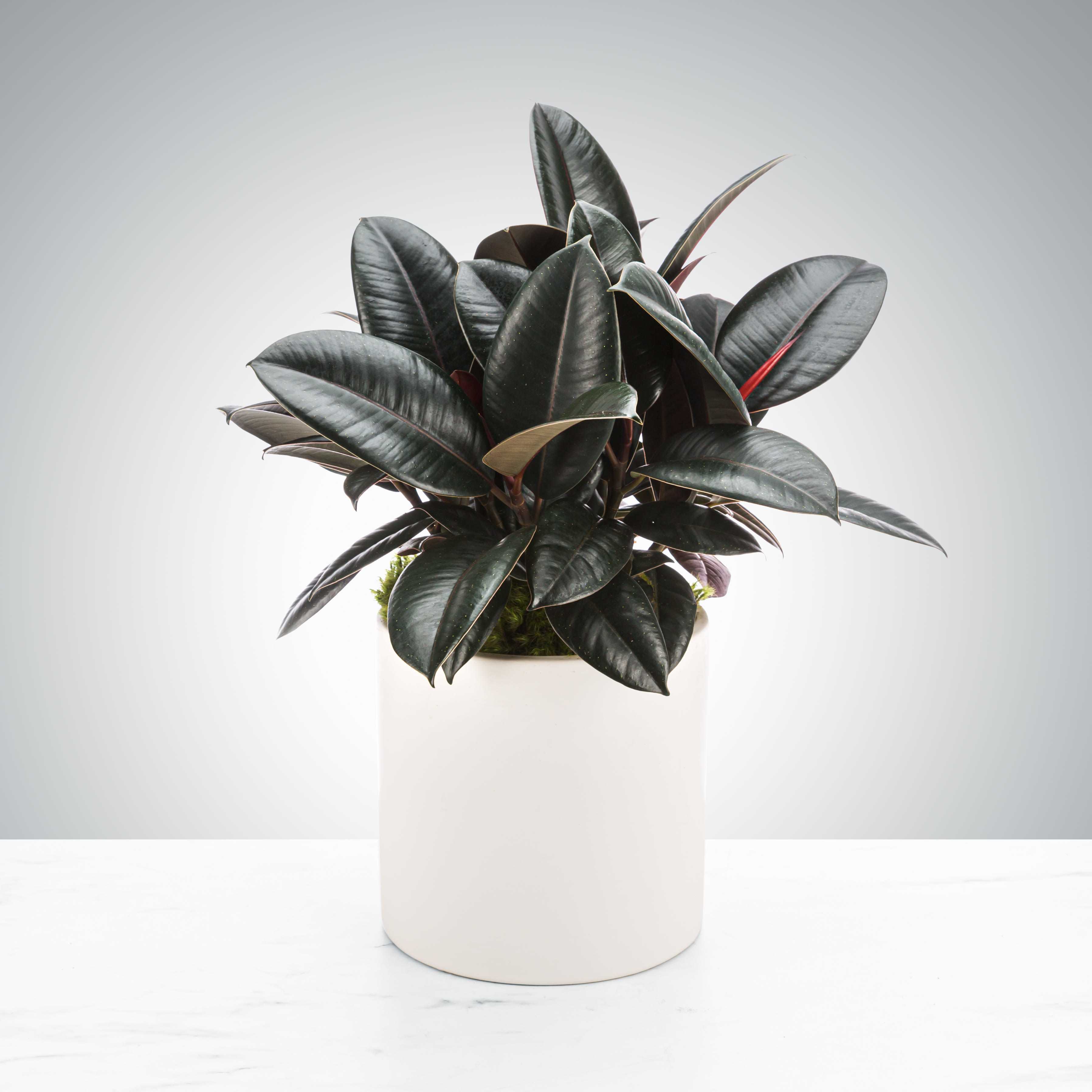 Rubber Plant by BloomNation™ - A hardy plant that likes filtered light, the rubber plant can also act like an air purifier AND a humidifier. Make sure when gifting that the recipient does not have an animal. Keep away from pets!