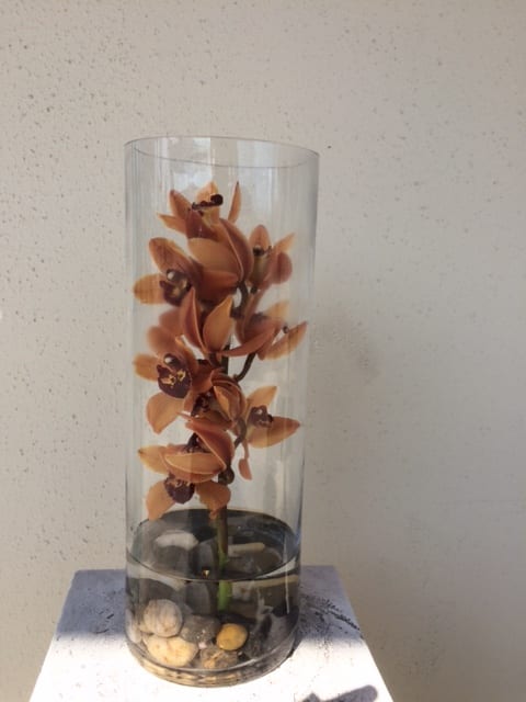 ORCHID STEM - ORCHID STEM IN AN ELEGANT CYLINDER VASE WITH ALMOST A DOZEN BLOOMS IN  IT 5 INCHES OPENING AND 14 INCHES HIGH  FOR THE PREMIUM 6 INCHES OPENING 19 INCHES HIGH  . p. s  not available same day most of time , please give us few days or will ask you for substitution for orchid plant for same value or better . 
