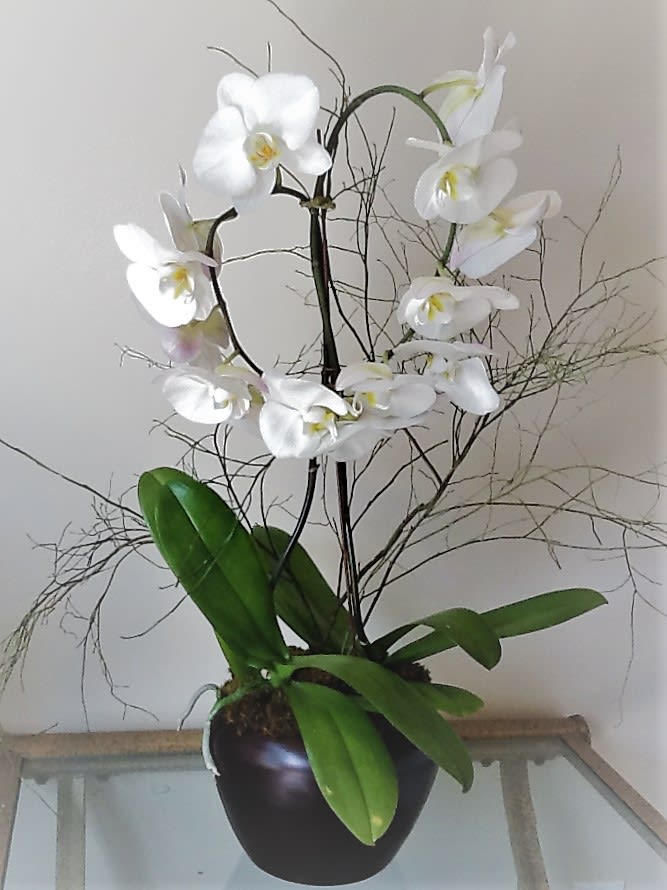 White Phalaenopsis heart shape design. White Phalaenopsis heart shape design. - Two white phal. in contemporary pot.