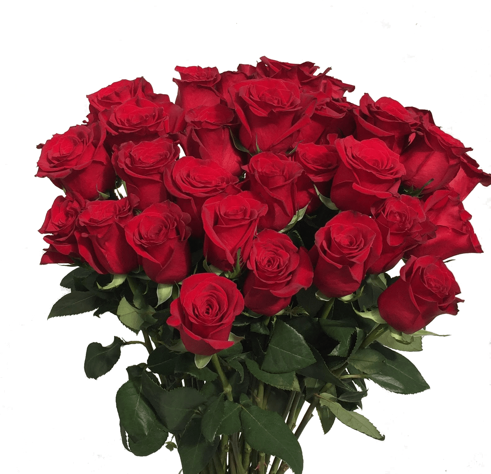 2 Dozen Ecuadorian Freedom Roses Vased - Red is for **Love** and what better way to show your love then sending the best quality long stem roses available.  This design includes 24 Red roses in a clear glass vase with premium greens, such as Eucalyptus, Italian Ruscus (Depending on availability &amp; Season)   About our roses: These roses are grown in Ecuador at zero degrees latitude, high in the mountains. This location ensures a bright steady light, and an even growing temperature. These ideal growing conditions ensure these premium roses will have a vase life of 7-14 days.