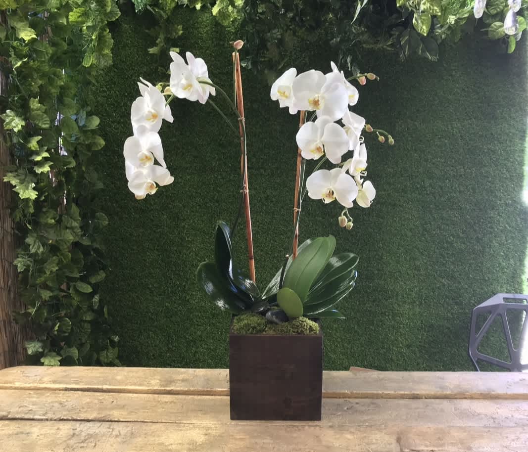 White twin orchid - Flower : Double White phalaeposis orchids  Vase : Wooden box measures 6 by 6 