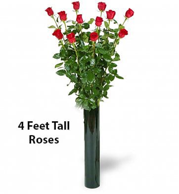 4 Feet Tall Red High 12 Red Roses 100cm 4 Feet Tall Red High 12 Red Roses 100cm - Our spectacular ultimate 12 Red Roses Arranged in a Vase s are a one of kind sight, guaranteed to make your loved one feel extra special. Whether you're celebrating an important Birthday, Anniversary or any special occasion for anyone these giant blooms-offered in 3-, 4- feet bouquets-serve as the ideal gift. Must Order in advance 2 to 3 weeks prior to the occasion.
