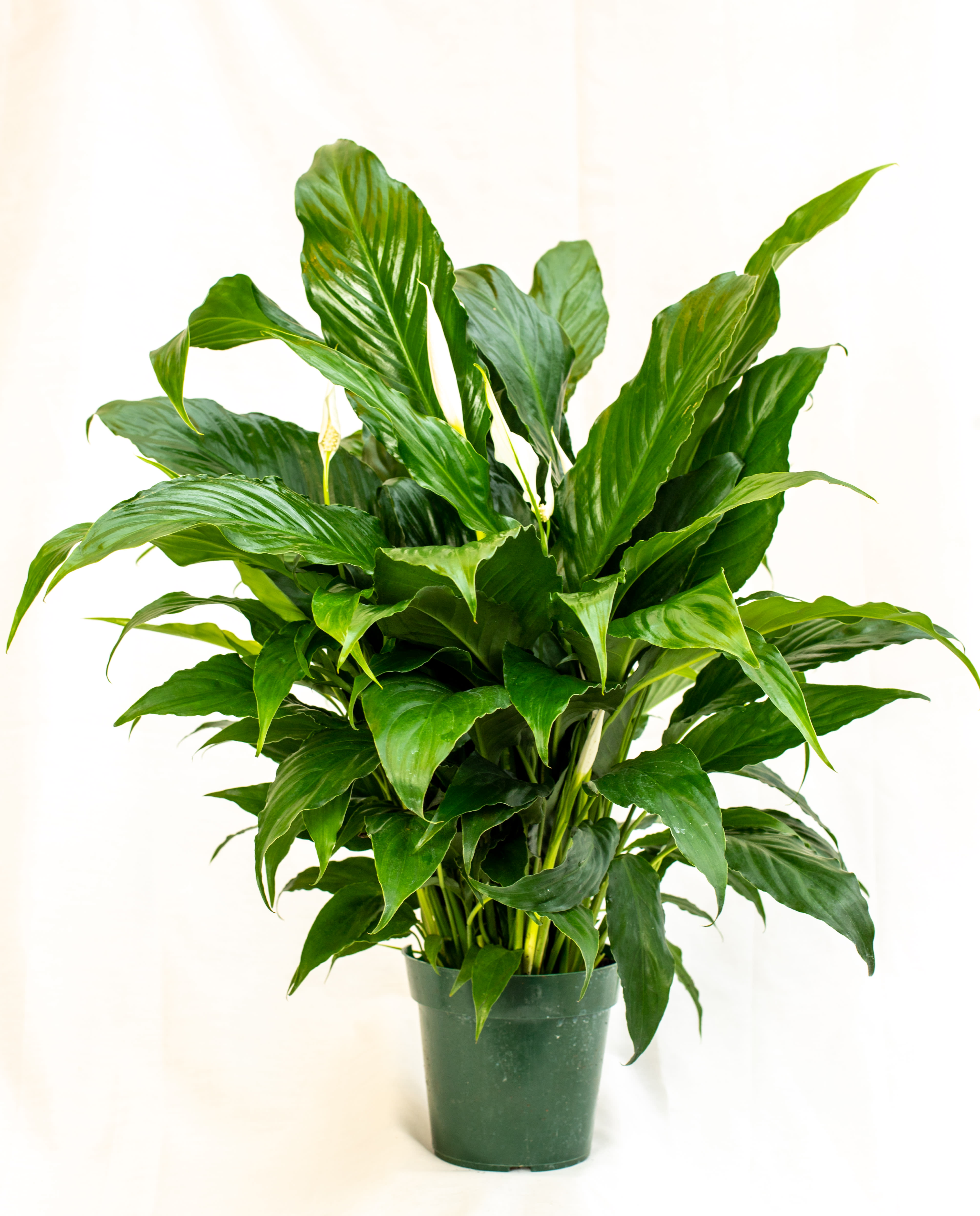 Spathiphyllum &quot;Peace Lily&quot; - Common house plant, easy care, low light tolerant.  Commonly sent to homes or funeral homes as an expression of sympathy. 6&quot; pot