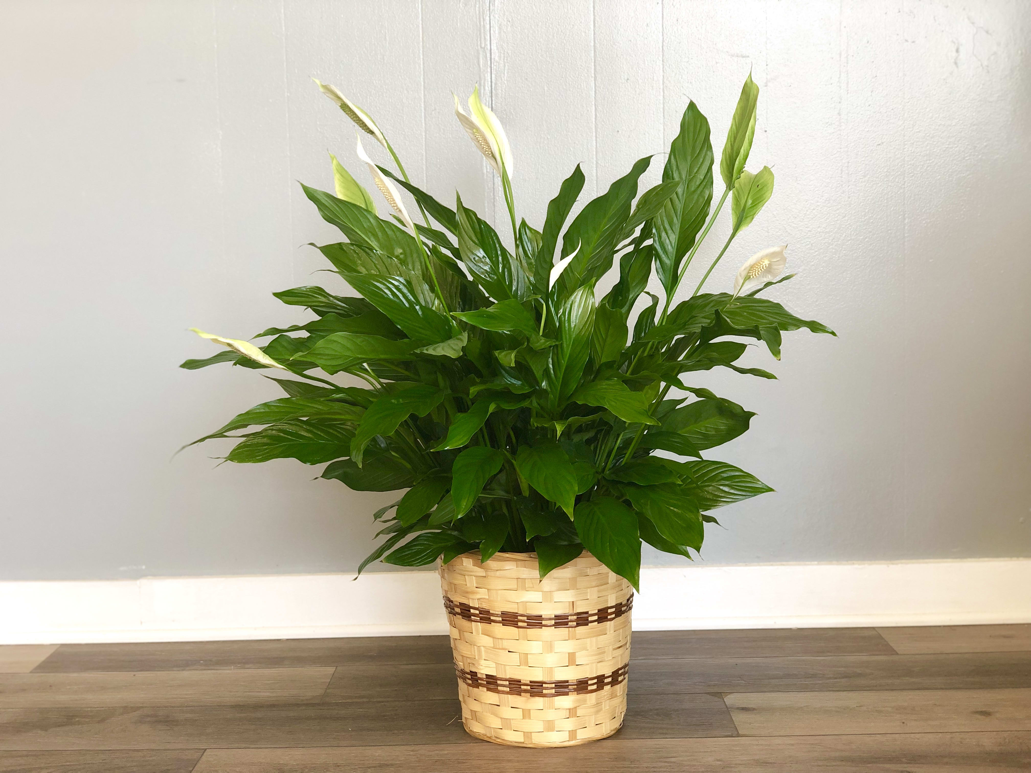 Peace Lily Plant - Available in 6&quot;, 8&quot; and 10&quot;