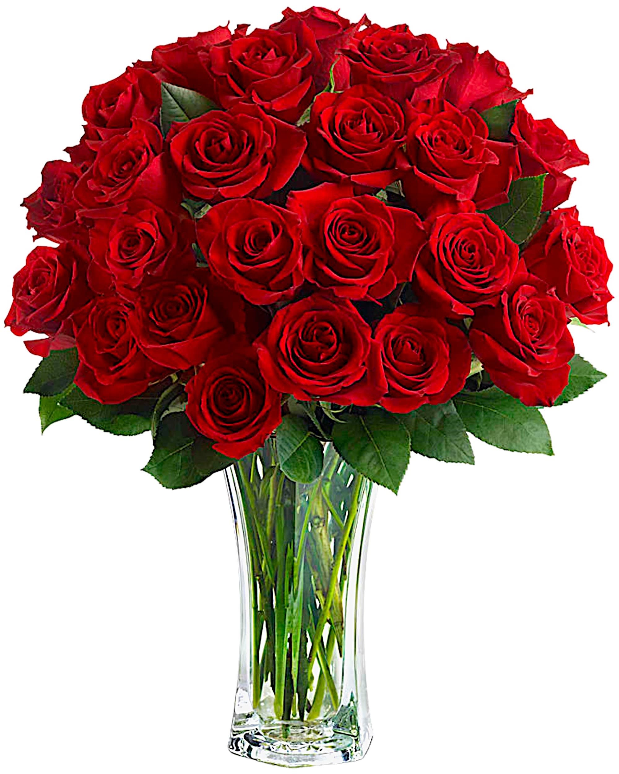 Love and Devotion - Shout your love from the rooftops with beautiful red roses artistically arranged in a gracefully flared clear glass vase. Whether for an anniversary, Valentine's Day, birthday or just because, this gorgeous romantic arrangement of red roses will win their heart all over again.  The dramatic bouquet features red roses accented with salal.  DETAILS VASE INCLUDED Item #NFV-01-1  FLORIST-TO-DOOR  Orientation: All-Around  BLOOM DETAILS Roses  Greenery  The Standard Arrangement is approximately 22&quot;H x 15&quot;W. (24 ROSES) The Deluxe Arrangement is approximately 24&quot;H x 16&quot;W. (30 ROSES) The Premium Arrangement is approximately 25&quot;H x 16&quot;W. (36 ROSES)  Designed by our award-winning florist designers.  HOW TO CARE FOR YOUR FLOWERS 1. Keep in a location without direct sunlight and away from extreme heat or cold. 2. Replace the water regularly and mix in the flower food packet provided. 3. Trim the stems at an angle every other day. 4. As flowers/foliage wilt, remove &amp; discard  Please Note: The arrangement pictured reflects an original design for this product. While we always do our best to follow the original flower recipe, the exact flower or container is sometimes unavailable. We may replace items of equal or greater value to deliver the freshest flowers possible while keeping the style &amp; color palette. We assure you that we will create a beautiful, fresh flower arrangement with only the best quality flowers to keep you as a loyal customer.  How to place an order? We have several options. 1. You can place an order directly on this secure website... OR 2. You can call in your order by dialing: (323) 262 - 9238... OR 3. You can visit our store (appointment recommended 323.262.9238)  NINFA'S FLOWERS 2405 WHITTIER BLVD. LOS ANGELES, CA. 90023  ATTENTION: *Please note that on busy holidays, Valentine's Day, and Mother's Day, we cannot verify if the recipient received the flowers until the following day because our drivers don't turn in their signature delivery tablets until the following day. You can verify delivery on the website after 10:00 pm, call 323.262.9238 the following day after 10:00 am, or contact the recipient directly if you haven't received a call from them. Thank you for your patience and understanding.