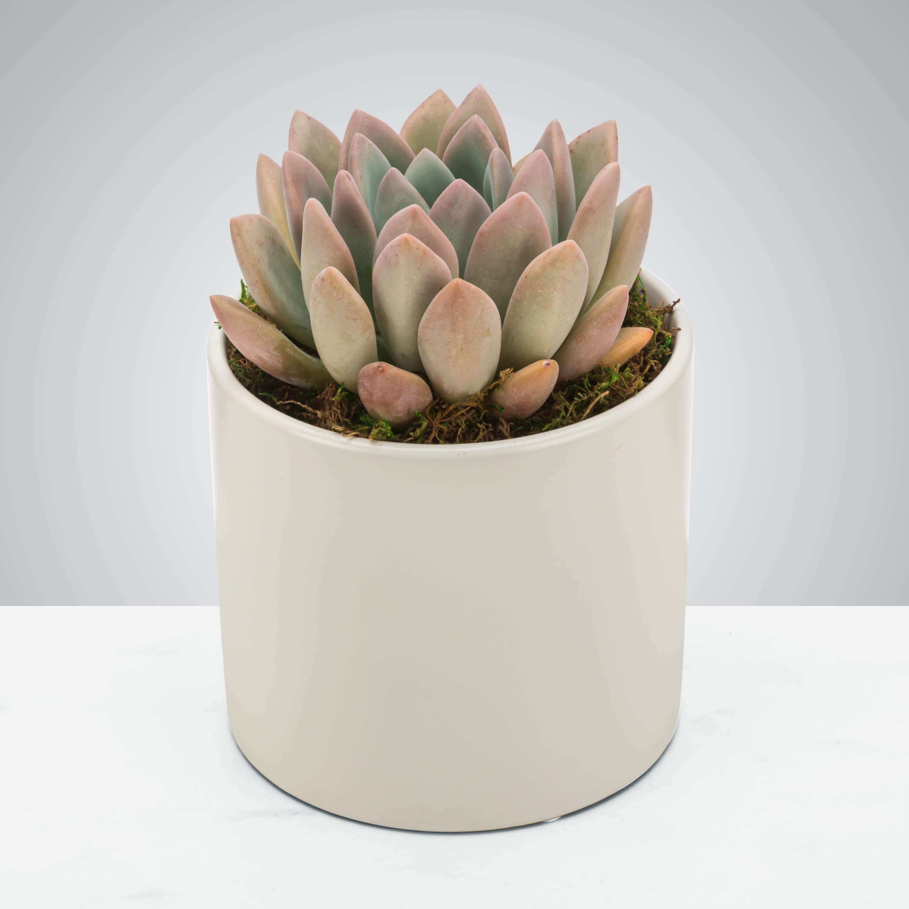 So-cute-lent by BloomNation™ - Everybody loves succulents! Send this hardy little plant to celebrate promotions, new jobs, or birthdays. It can be enjoyed for years if you treat it right! Vase and succulent variety can vary based on availability.