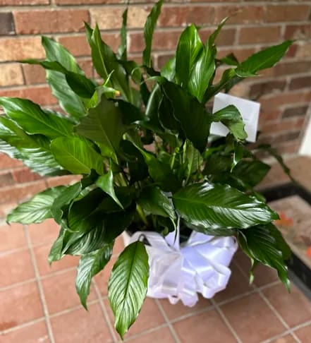 A peace lily A peace lily - The leaves are broad and lance-shaped, and they have a vibrant green color that indicates good health and care.