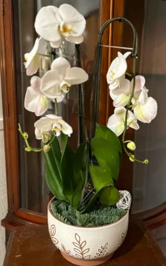 Moth orchid Moth orchid - The plant features multiple arching stems adorned with large, delicate white blooms that have a hint of pale yellow at their centers.