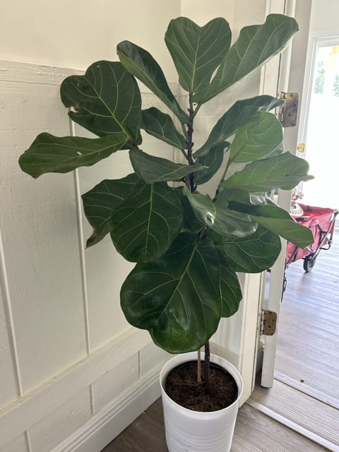 Verdant Virtuoso Verdant Virtuoso - The fiddle leaf fig is potted in a simple white container that complements its dark green leaves, enhancing the plant's visual appeal.