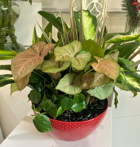 Harmony Haven Harmony Haven - Complementing the Syngonium are glossy, dark green leaves of a plant that could be a Philodendron or a similar species, known for their heart-shaped leaves and ability to thrive in indoor conditions.