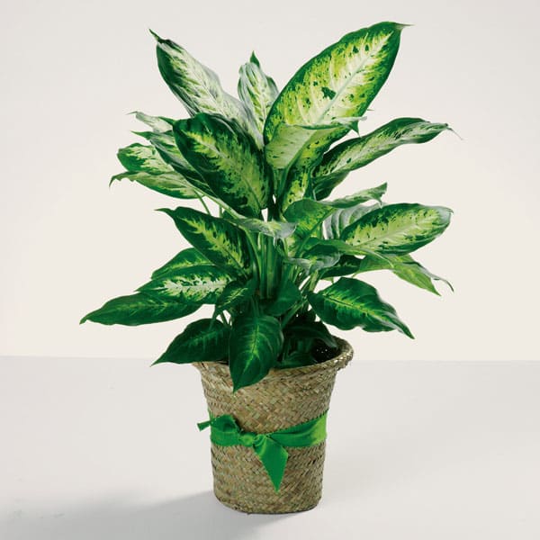Delightful Dieffenbachia - The leaves of this handsome tropical plant are a blend of ivory, green and yellow. Delightful!  A 6&quot; pot in a nicer container than shown, with a bow.  Overall height averages 18&quot;.