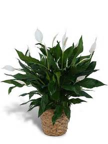 Spathiphylum 8" Green Plant Spathiphylum 8" Green Plant - An easy to care for tropical indoor plant, prefers low to medium light and frequent watering