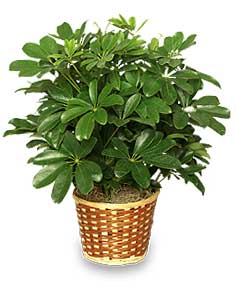 Schefflera outlet plant dogs