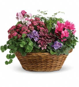 Simply Chic Mixed Plant - Simply captivating. Simply charming. Simply chic. This pretty basket is overflowing with character - and live plants. It's colorful, natural and beautiful.  A charming oval wicker basket is full of flowering plants like two miniature lavender African violets, 2 pink kalanchoes, a hot pink cyclamen, a pink primrose and a hypoestes. Not to mention green ivy and maidenhair fern. A fantastic mix for anyone!  Approximately 24 1/2&quot; W x 19 1/4&quot; H  Orientation: All-Around  As Shown : T97-1A