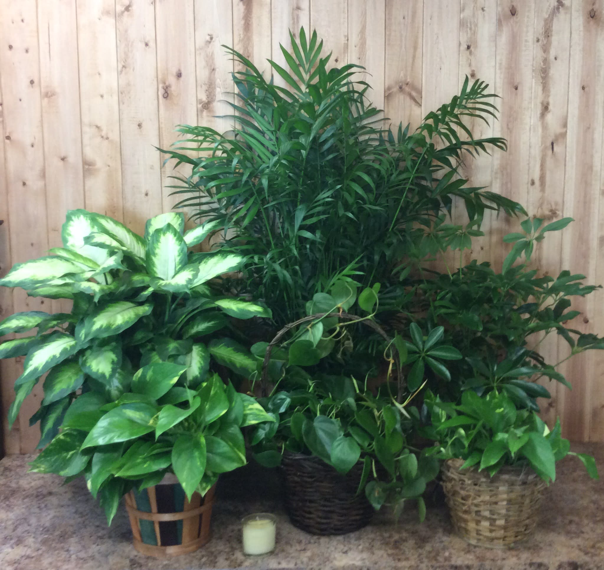 Green plant  - A single green plant. Our stock varies from day to day and may not be one that is in the picture. 