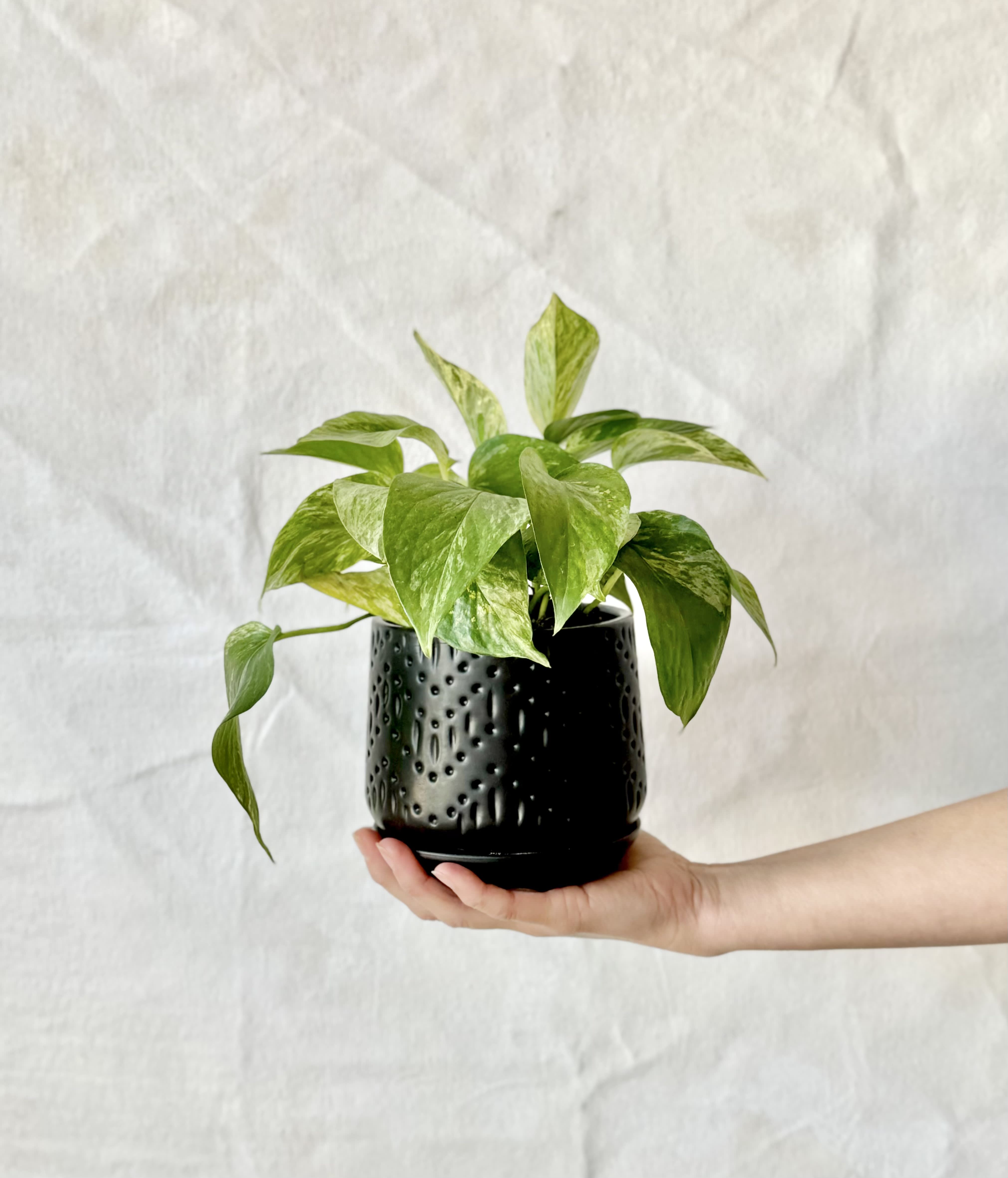 Golden Pothos in Golden, CO Middlemist