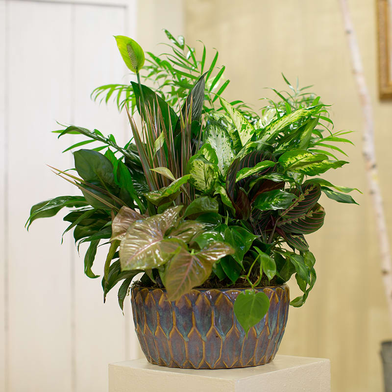 A Grand European Garden A Grand European Garden - This lush collection of green and mixed foliage plants includes a blooming spathiphyllum.