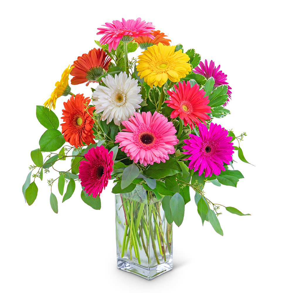 One Dozen Dashing Gerbera - Who doesn’t love a pop of color in their life? Gerbera Daisies are a classic symbol of beauty and happiness. This arrangement of a dozen colorful gerberas surrounded by pittosporum, salal, and eucalyptus will do just that. One Dozen Dashing Gerbera is the perfect way to celebrate a birthday, graduation, or any other occasion!