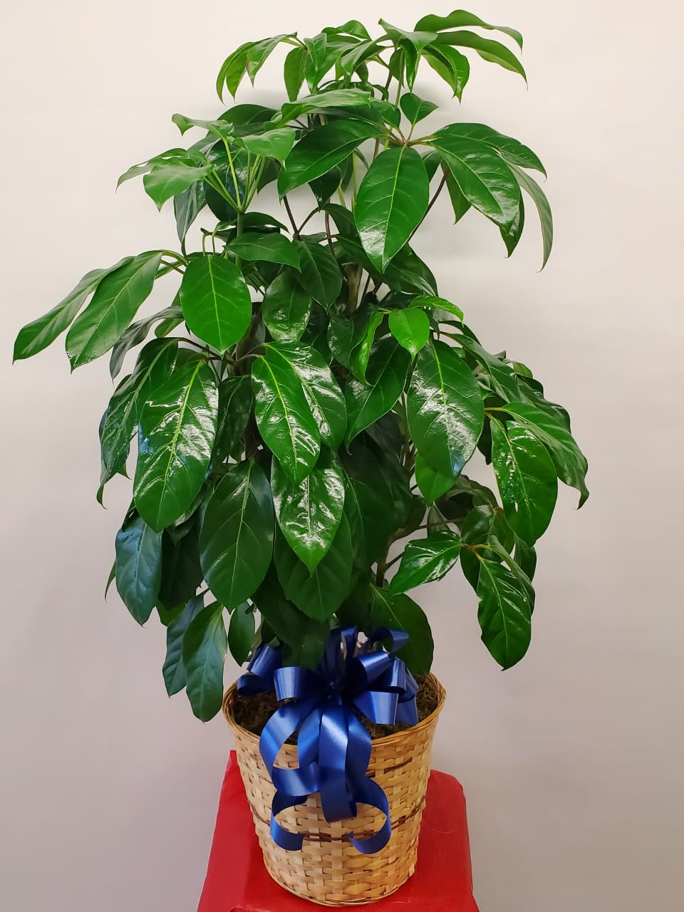 Schefflera Amate by Chocolate Rose Schefflera Amate by Chocolate Rose - The Schefflera is an incredibly easy-going houseplant. The clusters of broad leaves cascade from its branches, filling any space with gorgeous green. 10 inch size pot.