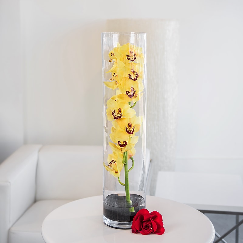 Main Man   - Send the most stunning yellow cymbidium orchid submerged in a glass cylinder vase, crystal clear for all to admire. A perfect addition to any home or office, and an excellent choice for a masculine or neutral vibe gift for the special person in your life. Also available in white, green, or pink- please note color preference in special instruction.   Measures approx: 26&quot; H x 6&quot; W 