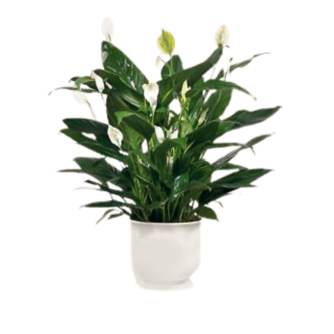 The FTD® Comfort Planter - Offer unspoken words of comfort, hope and peace. Our creamy white ceramic planter holds an elegant peace lily plant. Planter is simply enriched by a white ribbon bow bearing words of &quot;comfort&quot;. Dark green leaves offer a calm background for the white candle-like blooms of this easy to care for plant. Send as a tribute, and a silent expression of your sympathies.
