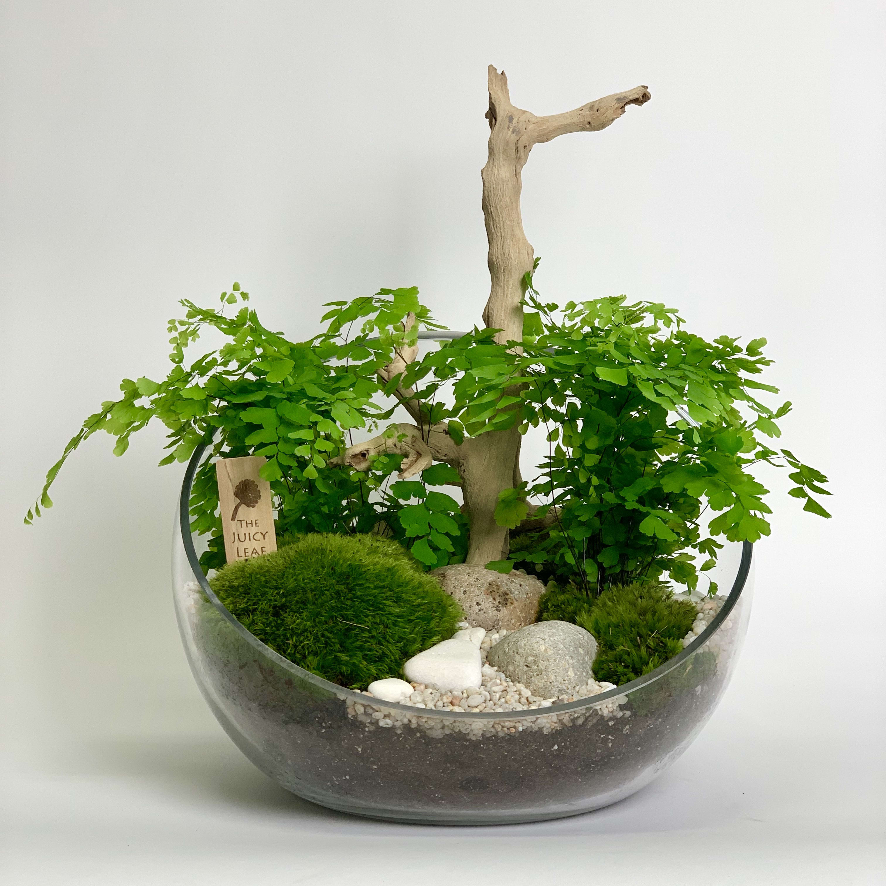 Fern Terrarium - A beautiful Fern terrarium with moss, stones and pebbles.