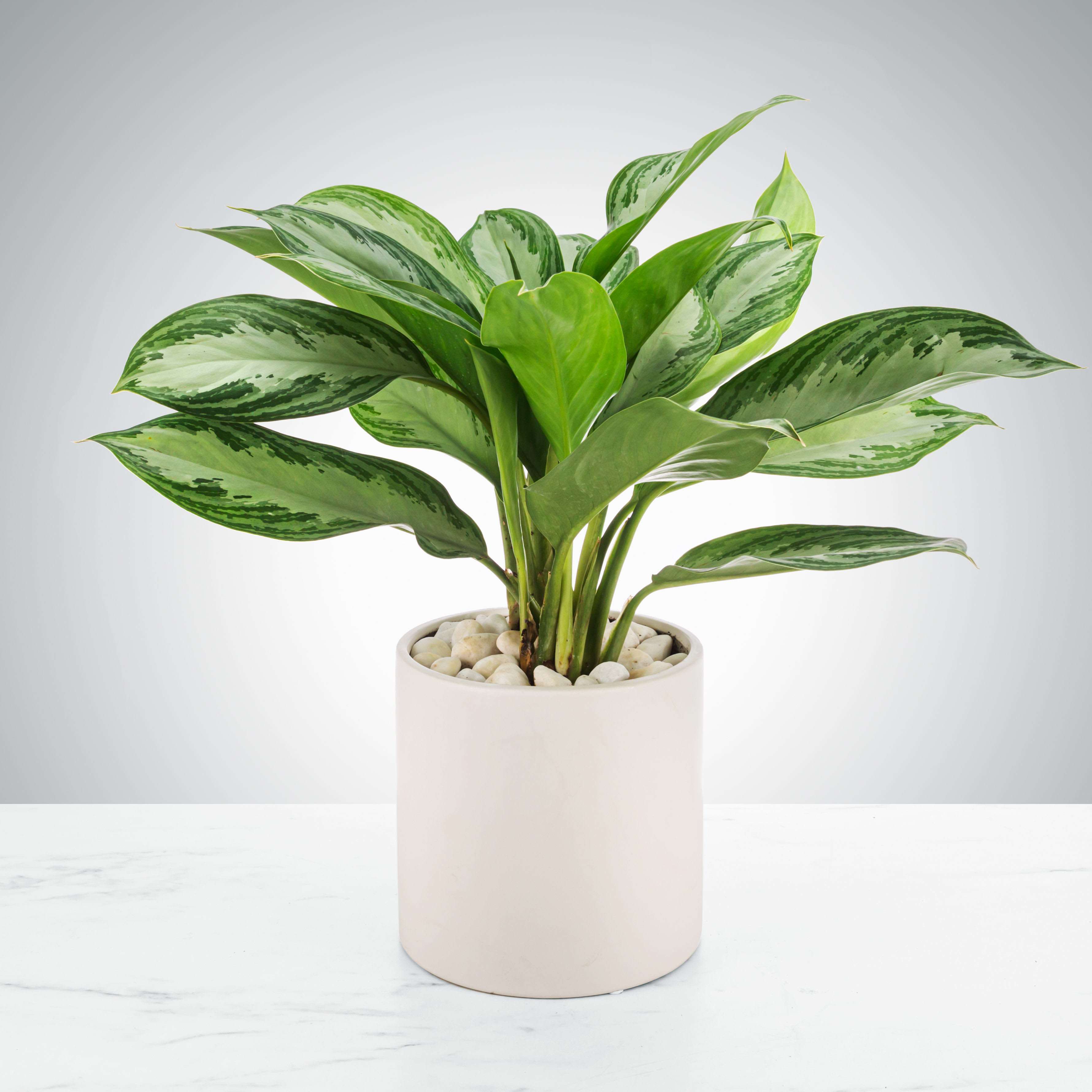 Chinese Evergreen Plant by BloomNation™ - A great plant for beginners and for your friend that &quot;kills everything&quot;. Chinese Evergreens, or aglaonema commutatum, are tough and can survive in most homes but prefer medium to low light conditions or indirect sunlight. They also can be overwatered and underwatered without immediately dying AND have good air filtering qualities. Overall a winning houseplant for anybody.