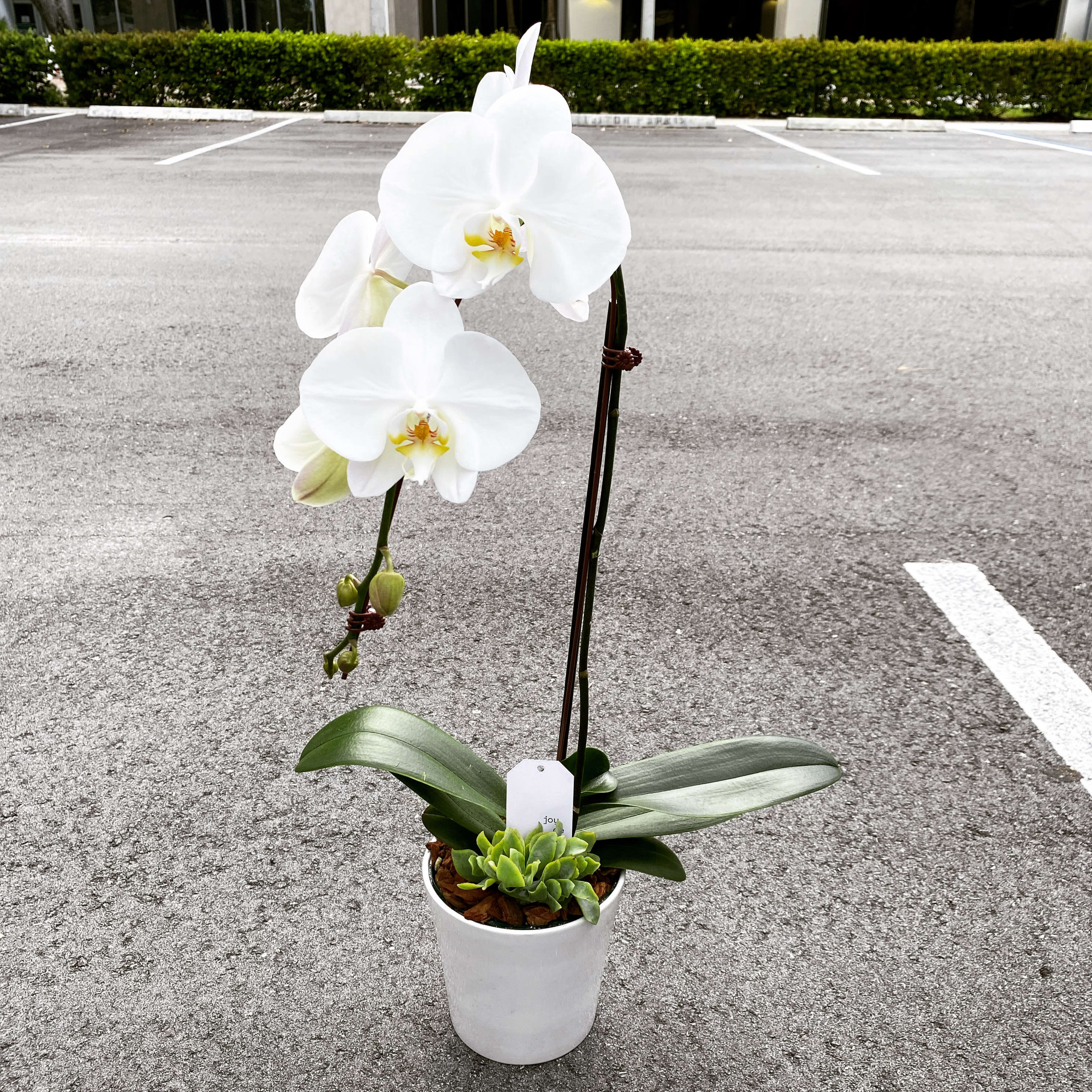 Orchid lovers gift ideas clearance