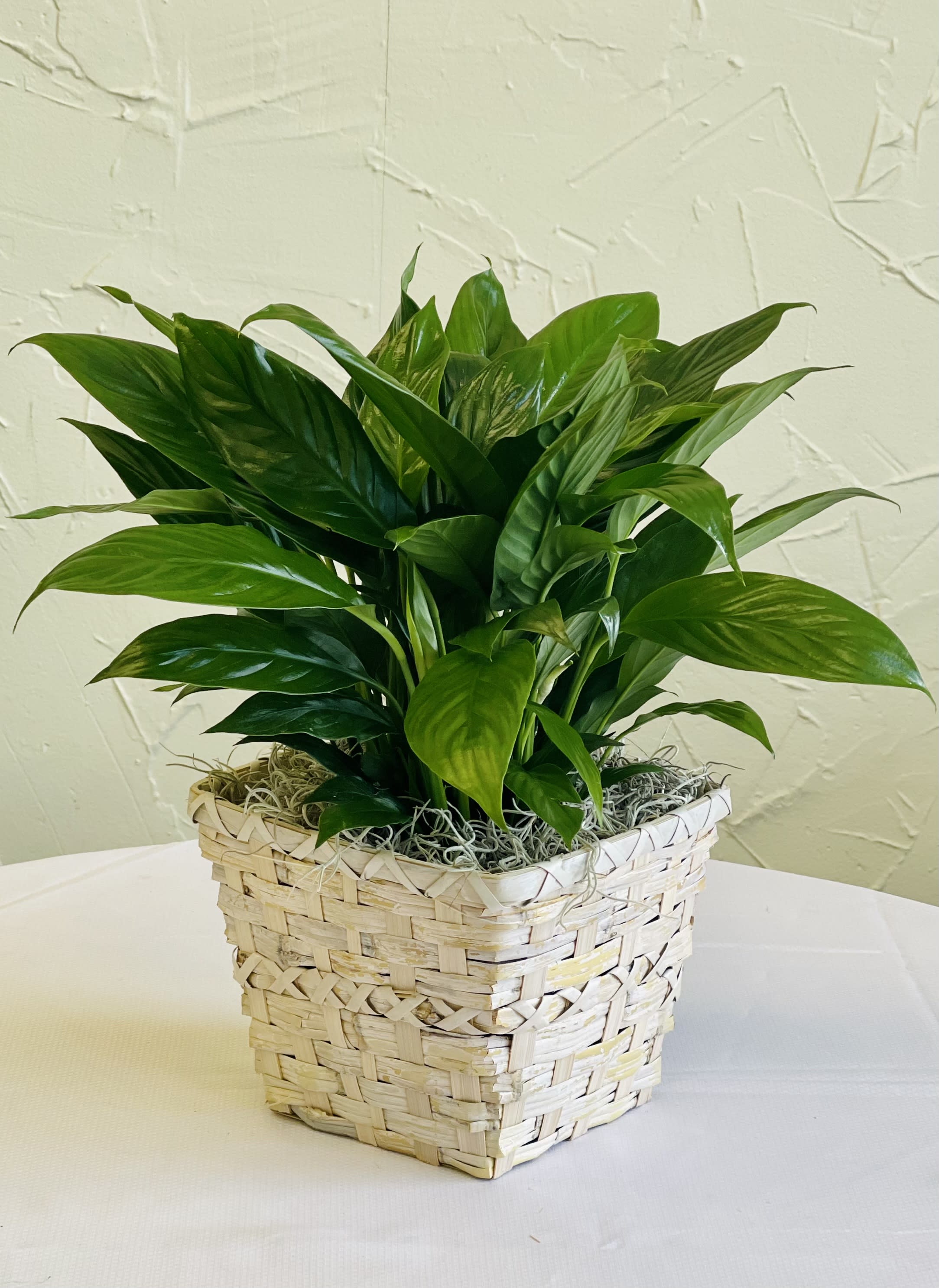Elegant Spathiphyllum Elegant Spathiphyllum - Also known as the Peace Lily, the spathiphyllum plant enchants everyone with its glossy, graceful leaves and stunning white flowers. This long-lasting gift is a wonderful way to send your sympathy, or to brighten up a special someone's day.