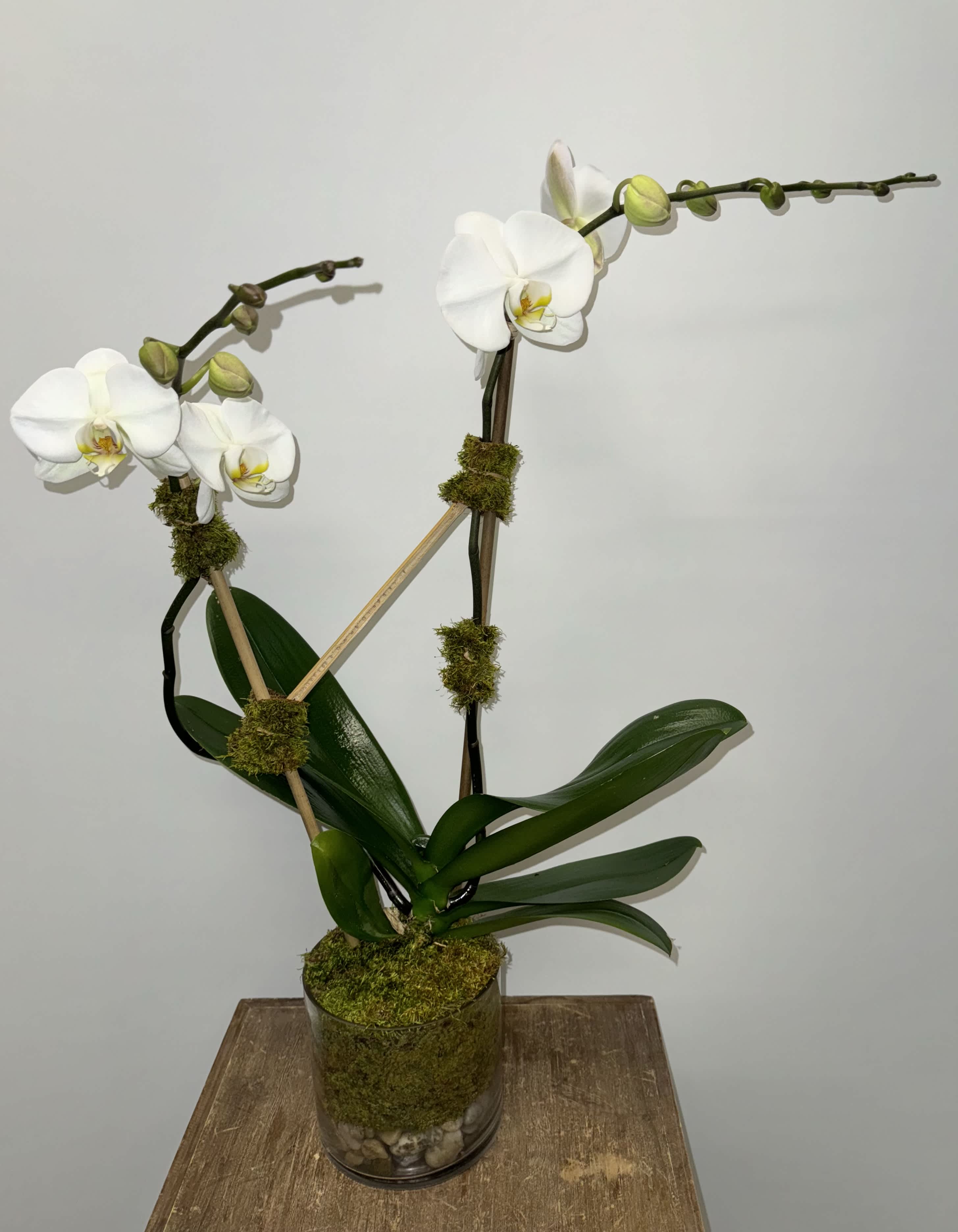 Phalaenopsis In Glass - Shown is double stem white Phalaenopsis orchid in a clear glass vase. A stunning, classic blooming plant. The Phalaenopsis orchid also known as the moth orchid is a beautiful gift for any and all occasions. They come in a variety of colors so please ask us what we have in stock.