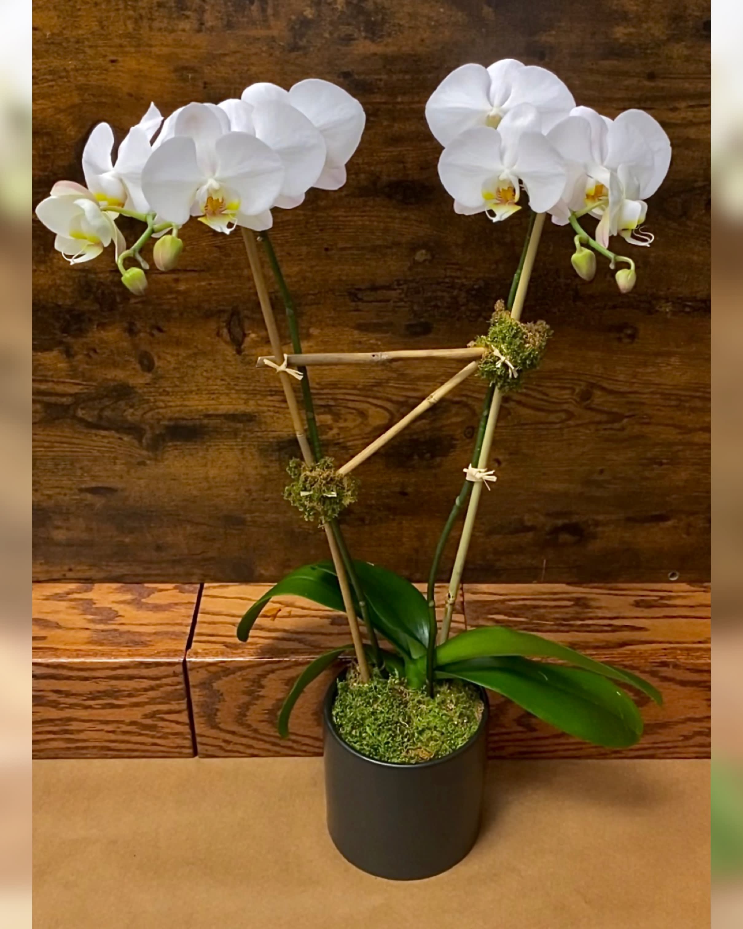 Phalaenopsis in black ceramic  - Shown is double stem white Phalaenopsis orchid in a black ceramic container. A stunning, classic blooming plant. The Phalaenopsis orchid also known as the moth orchid is a beautiful gift for any and all occasions. They come in a variety of colors so please ask us what we have in stock
