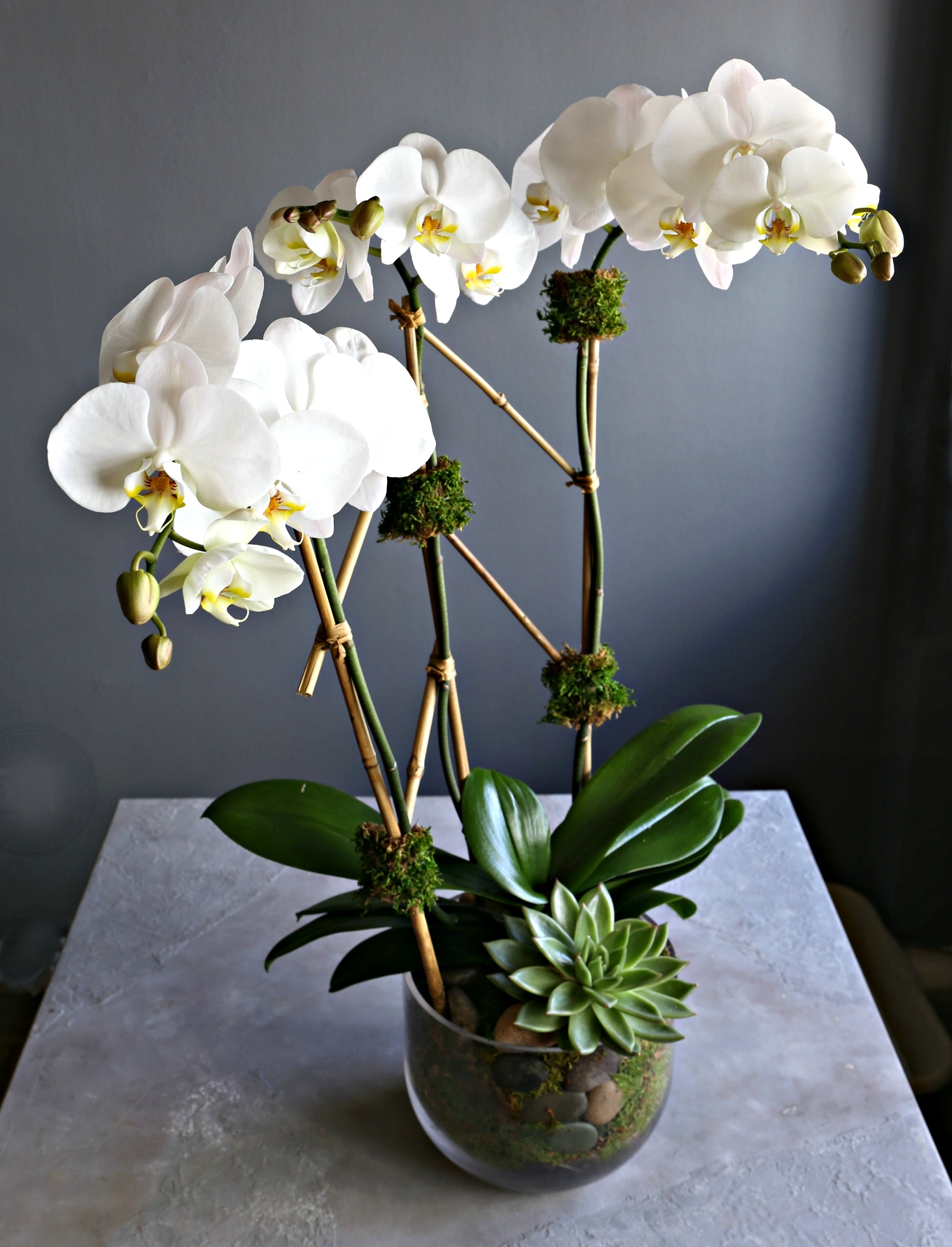 Succulent Orchid - A beautiful 3 stem orchid paired with a vibrant green succulent. arranged in glass 