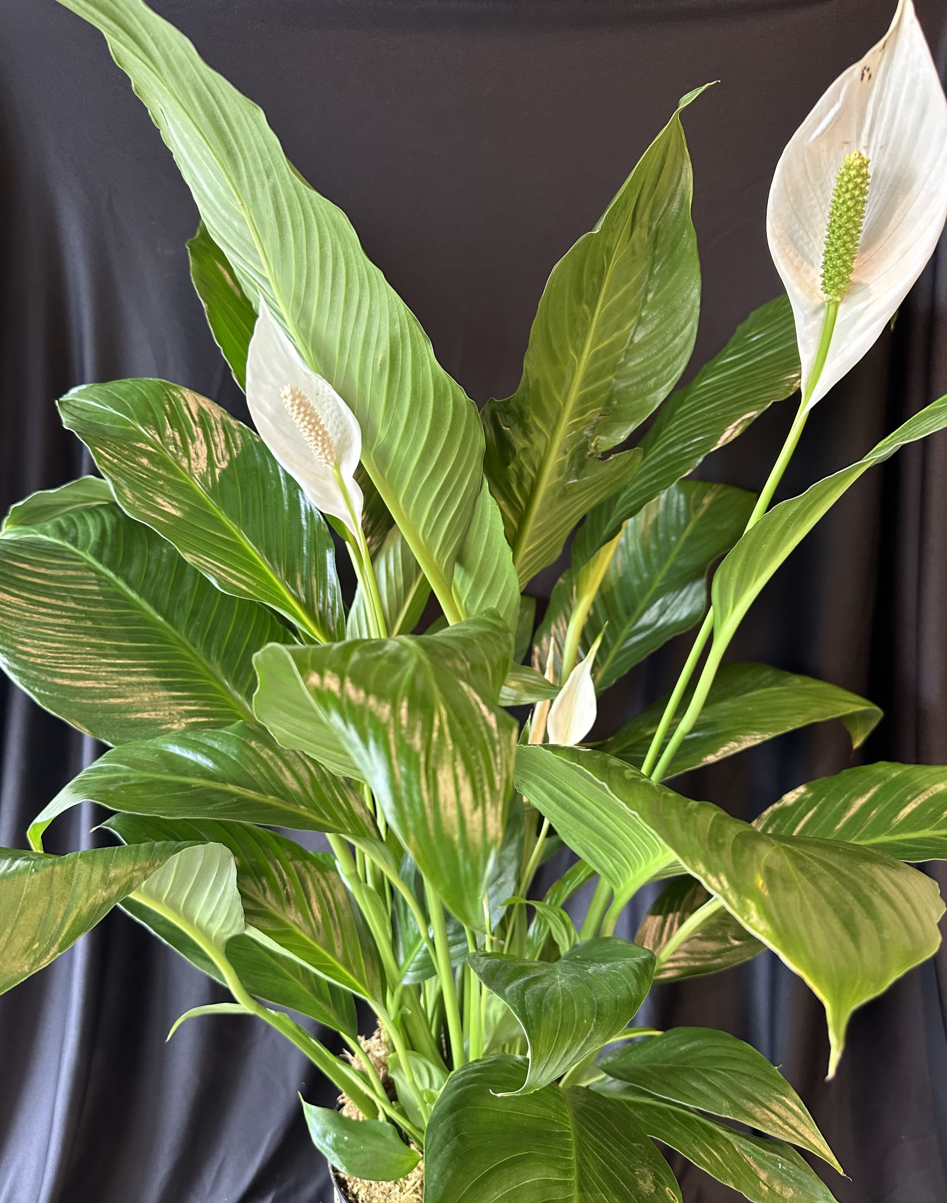 Peace Lily Houseplant - Eight Inch Peace lily with luscious green leaves and beautiful white blooms *Number of blooms may be different than pictured*