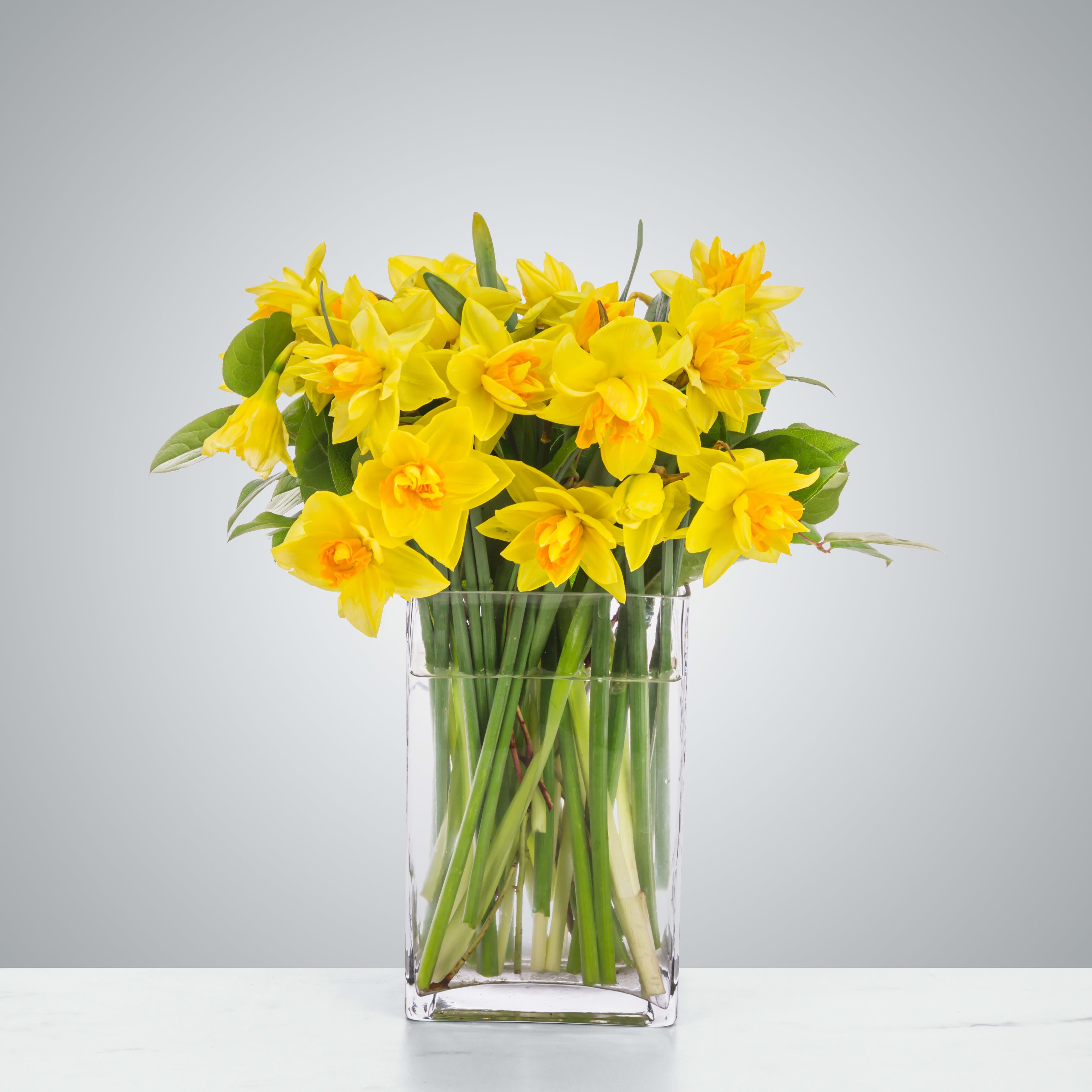 Darling Daffodils by BloomNation™ - Daffodils are one of the first flowers of spring and a great way to celebrate the start of a new beginning! Send Daffodils as a gift for Passover, Easter, or to celebrate the Spring Equinox.  1st Image: Standard 2nd Image: Premium