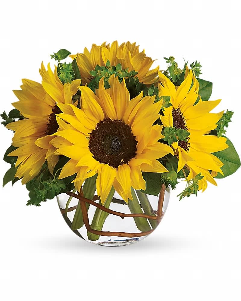 Sunny Sunflowers - Brighten up a table, send get well wishes, or simply sprinkle sunshine on someone's day with this summer flower arrangement. Bold sunflowers are arranged in a glass bubble bowl with curly willow curled inside. Sunflowers steal the show in this simple arrangement. Also featured: green bupleurum, salal leaves and a curly willow inside the glass bubble bowl. Orientation: All-Around