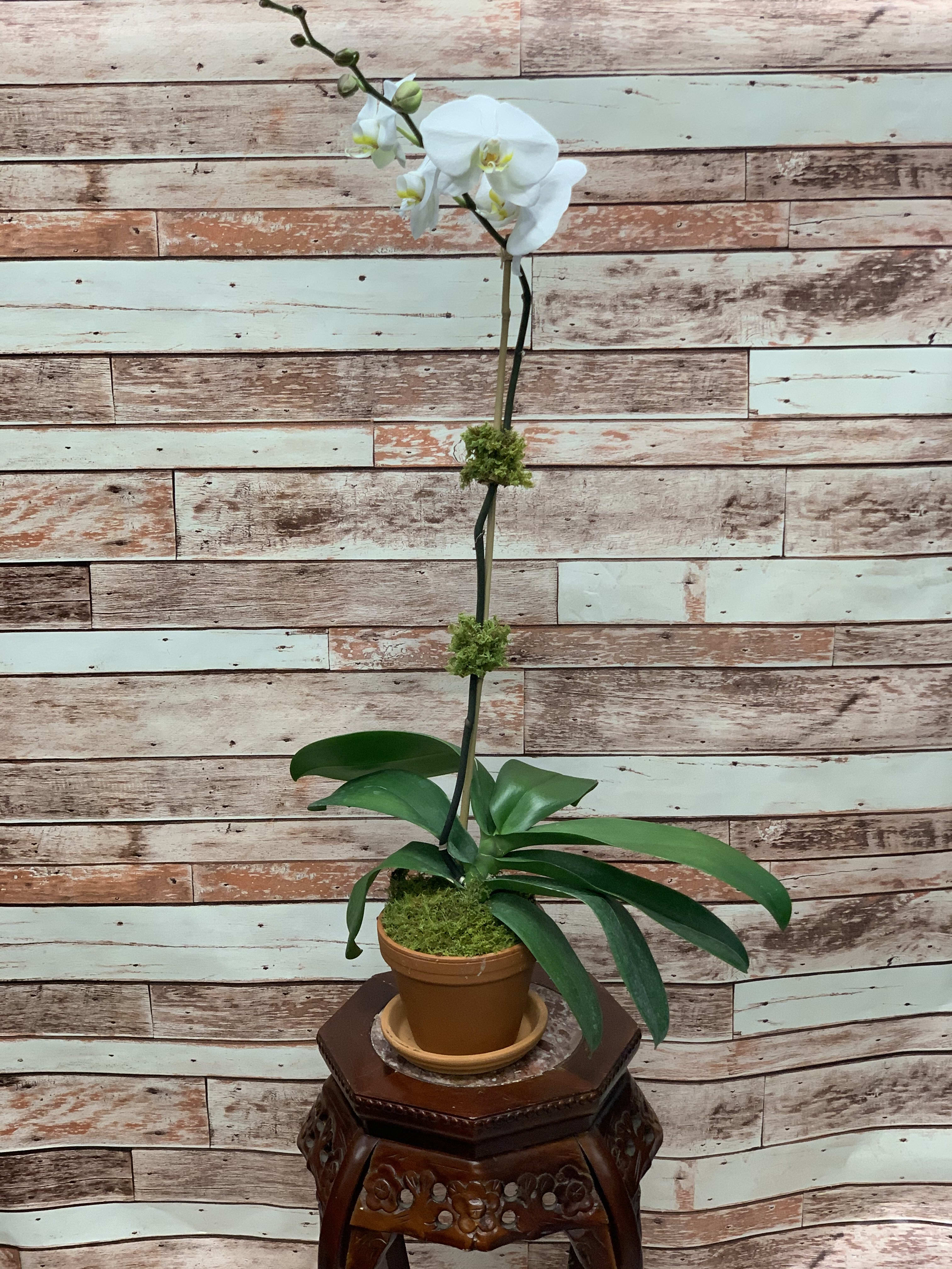 Single Phalaenopsis Orchid  - A stunning, classic blooming plant. The phalaenopsis orchid also known as the moth orchid is a beautiful gift for any and all occasions. They come in a variety of colors so please ask us what we have in stock