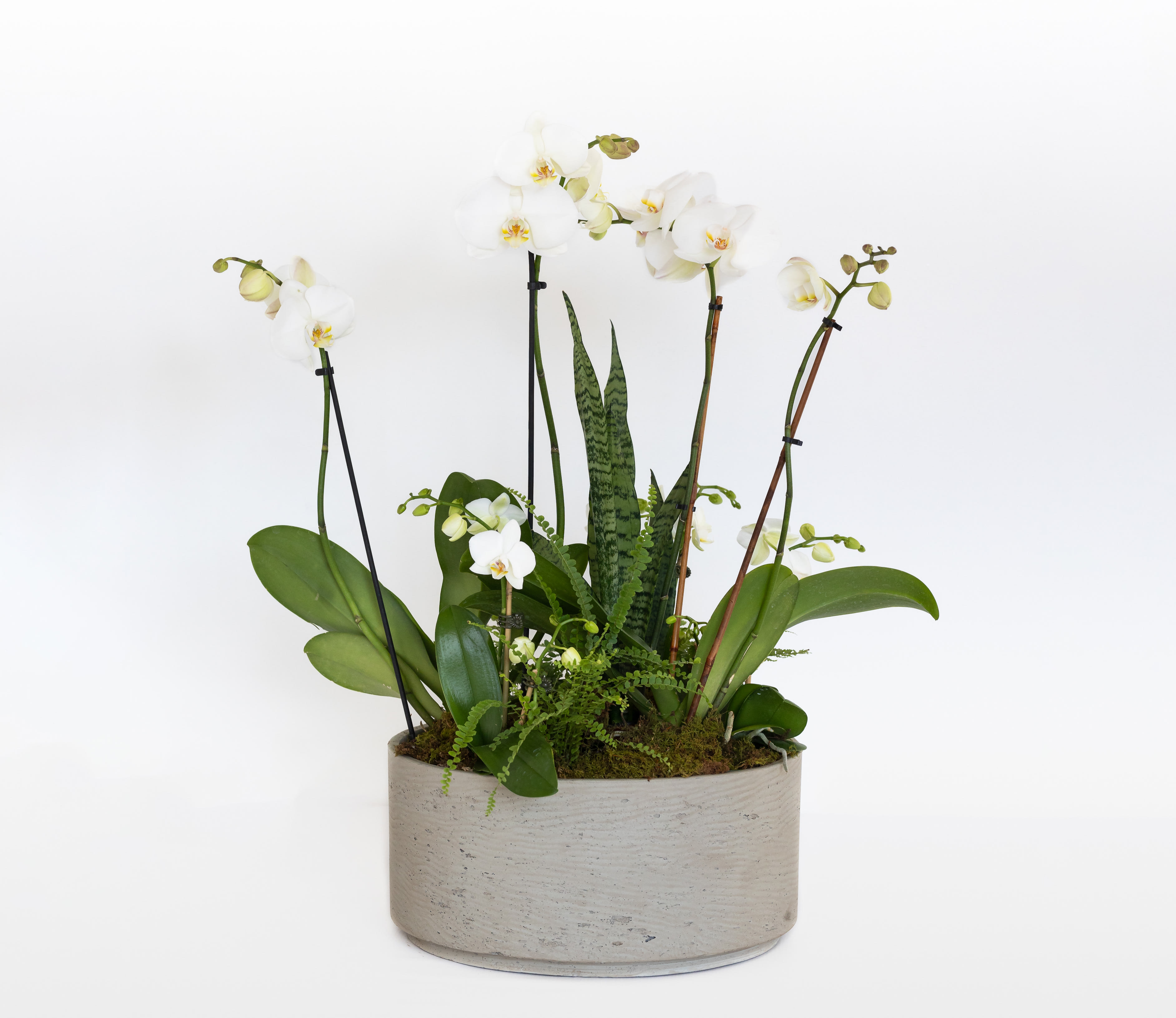 Orchids On Display  - Orchids like you've never seen them! Large and fresh - six orchid plants (3 small plants and 3 large 2-stem plants) with 4 mini fern plants nestled into a gorgeous modern gray stone vessel. All accented with fresh moss. The &quot;wow&quot; factor is in full force here. Perfect for saying thank you, I care about you in a BIG way. Also a lovely piece for an office or business.   Plant display is 24&quot; tall and 18&quot; wide. This arrangement weighs about 25 pounds.    Plant is approximately 35&quot;x 12&quot;.   COVID NOTICE: Due to an international shortage of flowers and vases and floral supply chain issues, it may be necessary to substitute similar flowers and the vase used in this design. We always strive to create a design as close as possible to the design shown. If you have any questions regarding these changes, please call and talk to a team member before placing your order, (703) 779-3530.