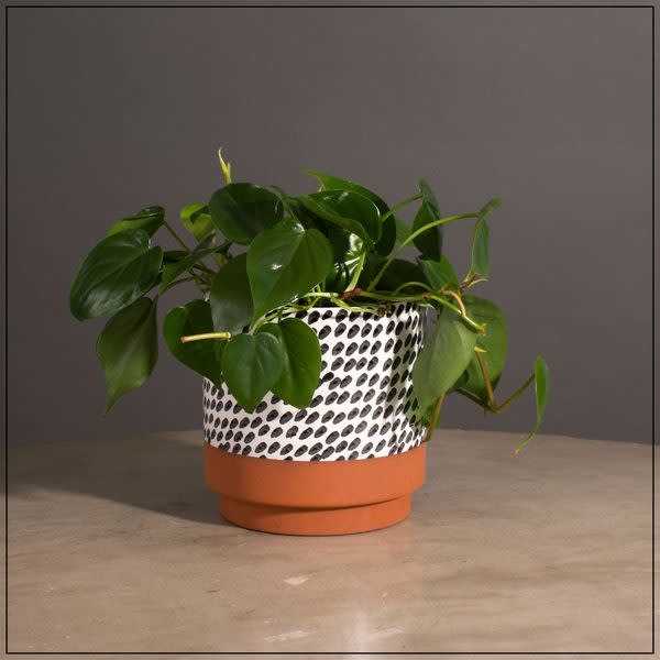 Spot - A Beautiful, easy to care for, Philodendron in a Unique Pot.  The Pot is Approximately 6.25 in Diameter