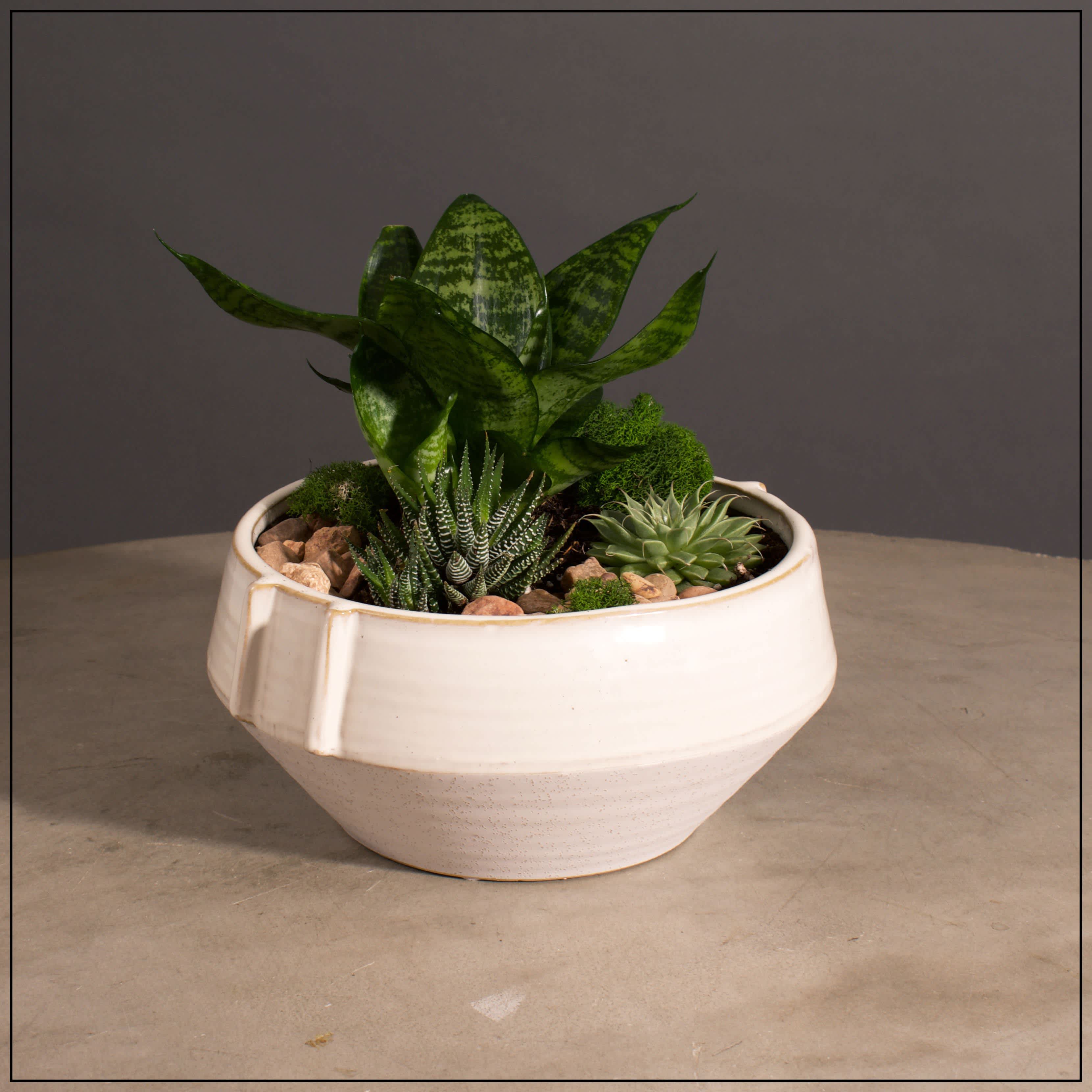 Desert Sol - A Mixture of Succulents/Cacti in a Beautiful Earthy Bowl.  Bowl is approximately 10&quot; in Diameter